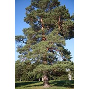 Сосна белокорая Pinus leucodermis фотография
