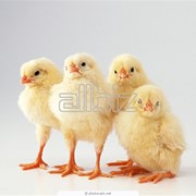 Цыплята подрощенные фото