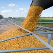 Хранение зерна фото