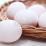 Свежие куриные яйца фото