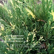 Можжевельник казацкий Juniperus sabina Variegata 60-80 см фото