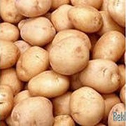 Молодой картофель чистый фото