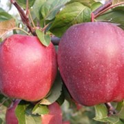 Саженцы яблонь Глостер, Украина, купить, цена. фотография