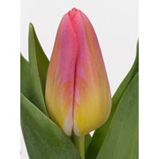 Живые тюльпаны фото
