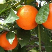 Саженцы апельсина из Николаева