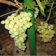 Саженцы винограда ранних сортов. Кеша/ Восторг фотография