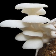 Рентабельность бизнеса по выращиванию грибов вешенки. фото