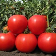 Семена томата (помидора) Эмир F1 500 шт. фотография
