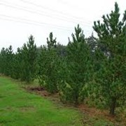 Сосна обыкновенная Pinus sylvestris Fastigiata Glauca Привитый в Р9 фотография