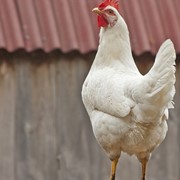 Продам куриные тушки 40грн/кг, выращивание домашнее фотография