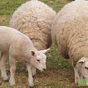 Ягнята племенных овец Асканийской породы, племенные овцы, разведение, продажа, животноводство