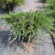Juniperus Sabina (можжевельник казацкий) Rockery Gem