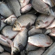 Рыба свежемороженая, Линь (мороженая), Оптом, Экспорт фото
