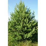 Сосна обыкновенная Pinus sylvestris фотография