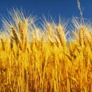 Пшеница озимая: Землячка од., Одесская 267, Безмежна, Подолянка