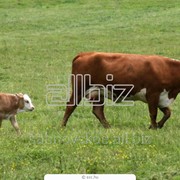 Племенной молодняк бычков казахской белоголовой и герефордской породы фото