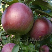 Сорт яблок “Белорусское малиновое“ фото