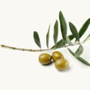 Масло оливковое нерафинированное холодного отжима, Virgin Olive Oil фото