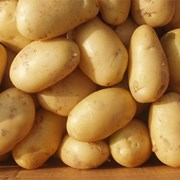 Картофель семенной Лилея 1РС фото