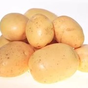Картофель семенной Кроне Элита фотография