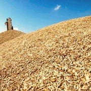 Пшеница, Костанайская пшеница фото