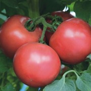 Семена томатов Пинк Трит F1 | Pink Treat