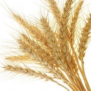 Пшениця фото