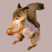 Переработка и реализация орехов. Заготовки лекарственного сырья, овощных и дикорастущих культур Западная Украины фото