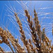 Пшеничная клетчатка фотография