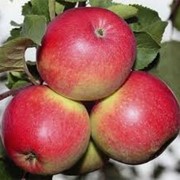 Яблочный концентрат осветленный фото