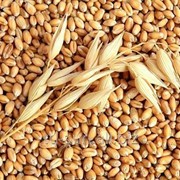 Зерновые и масличные культуры