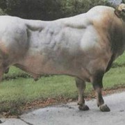 Племенные коровы молочно-мясного направления телята и быки в живом виде из Германии и Чехословакии.