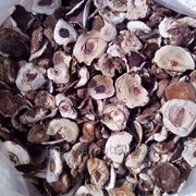 Лесные белые грибы фото
