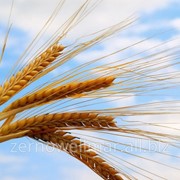 Пшеница ГОСТ фото