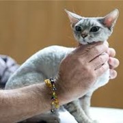 Ветеринарные препараты для кошек