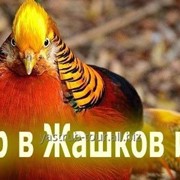 "Племенные лошади в Жашкове" + Золотой Фазан в Вышковском