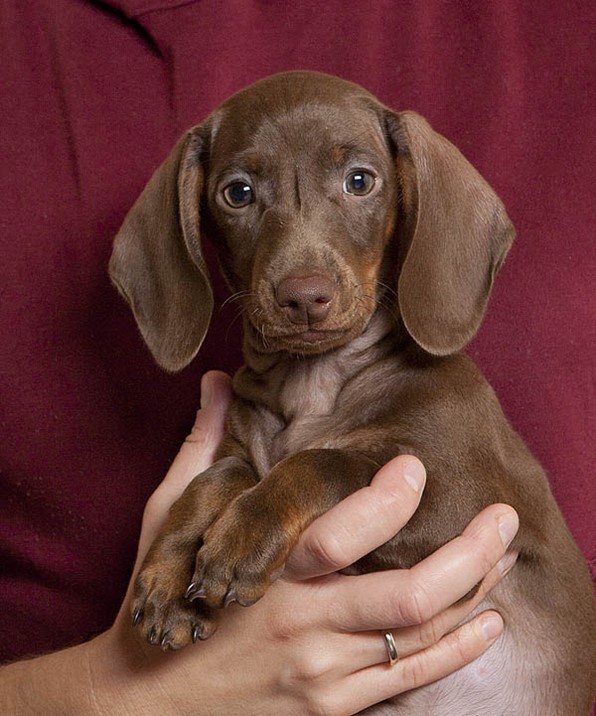 Купить Мини Таксу Заводчик