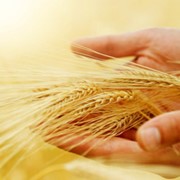 Пшеница фуражная фото