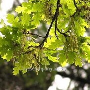 Дуб Quercus Ilex 40-60 фотография