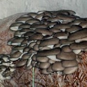 Штамм (Н-7) PLEUROTUS OSTREATUS (Вешенка ранняя). Купить мицелий вешенок, мицелий грибов