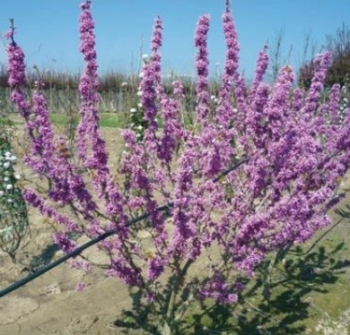 Купить Саженцы Алматы