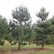 Сосна Черная Pinus nigra 160-200 B+S фото