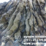 Закупка:мех рыси фото