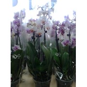 Орхидея- фаленопсис (Phalaenopsis Orchid) фото