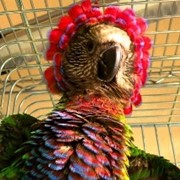 Птенцы - выкормыши Веерного попугая фото