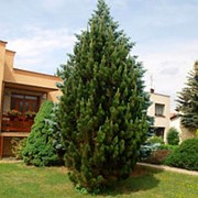 Сосна черная Пирамидалис (Pinus nigra 'Pyramidalis') фото