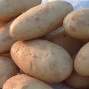 Картофель от производителя, продажа, Кировоград, Украина фото