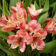 Саженцы Alstroemeria (Альстромерия) сорт Irena (Ирена) цвет розовый фото