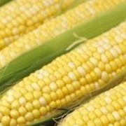 Кукуруза фуражная экспорт