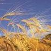 Мука пшеничная первый сорт ООО Энлиль Золотое зернышко